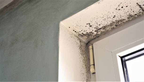 Best Comprehensive Air Testing for Mold Contaminants  in , NY