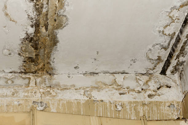 Best Black Mold Removal  in , NY