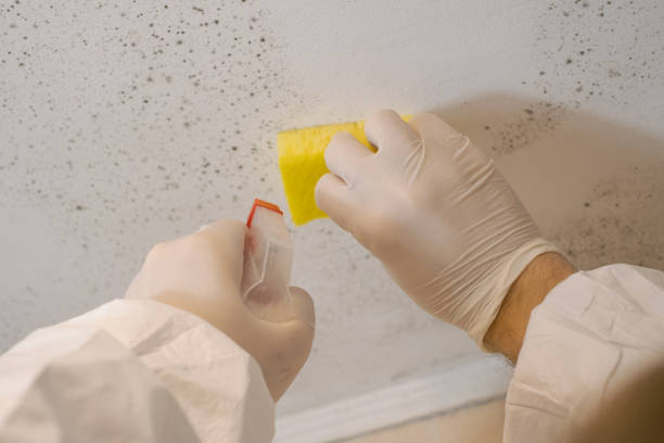 Best Industrial Mold Remediation  in , NY