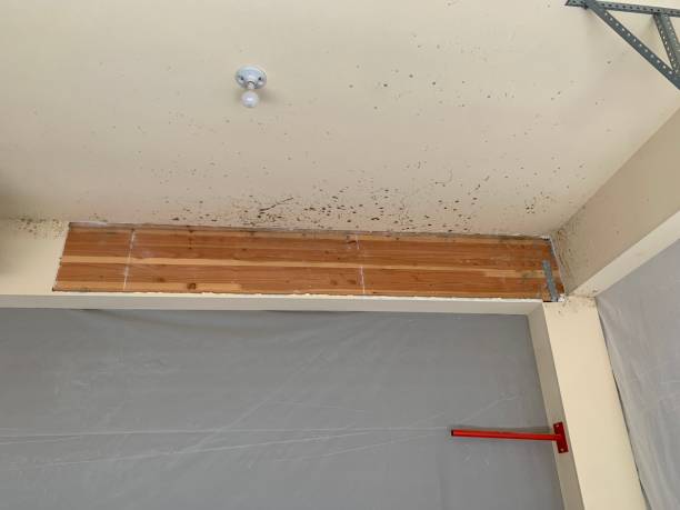 Best Attic Mold Removal  in , NY