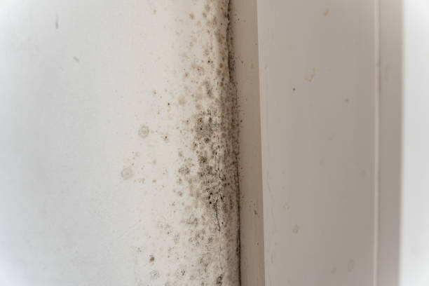 Best Environmental Consulting for Mold Prevention  in , NY