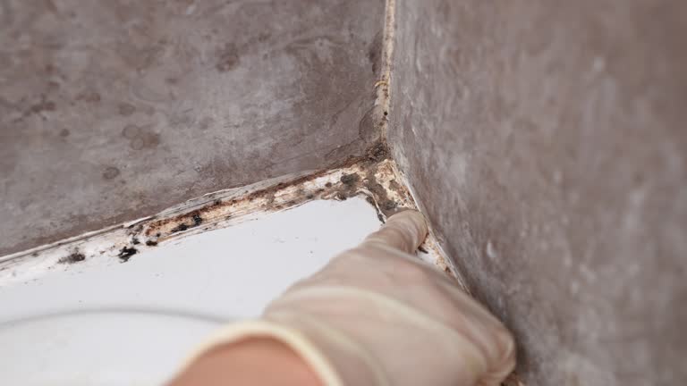 Best Attic Mold Removal  in , NY