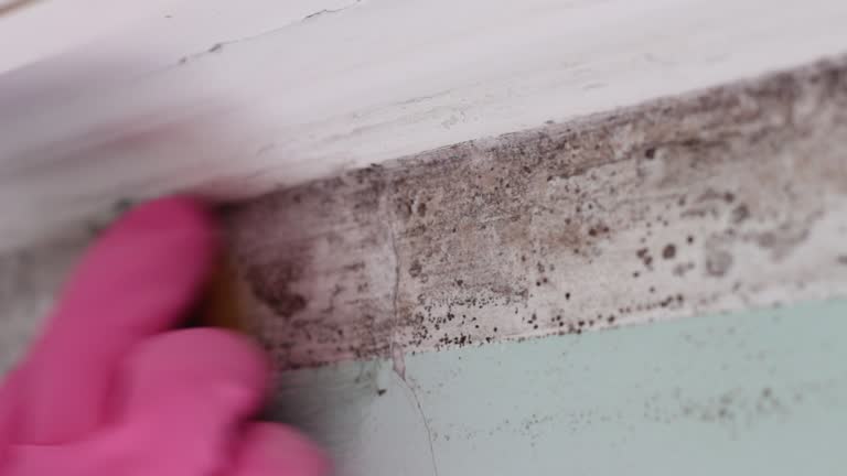 Best Emergency Mold Remediation  in , NY